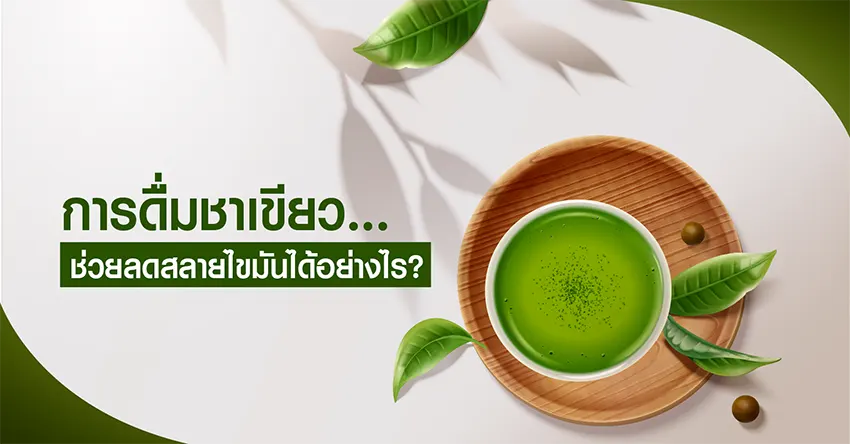 การดื่มชาเขียวช่วยลดสลายไขมันได้อย่างไร